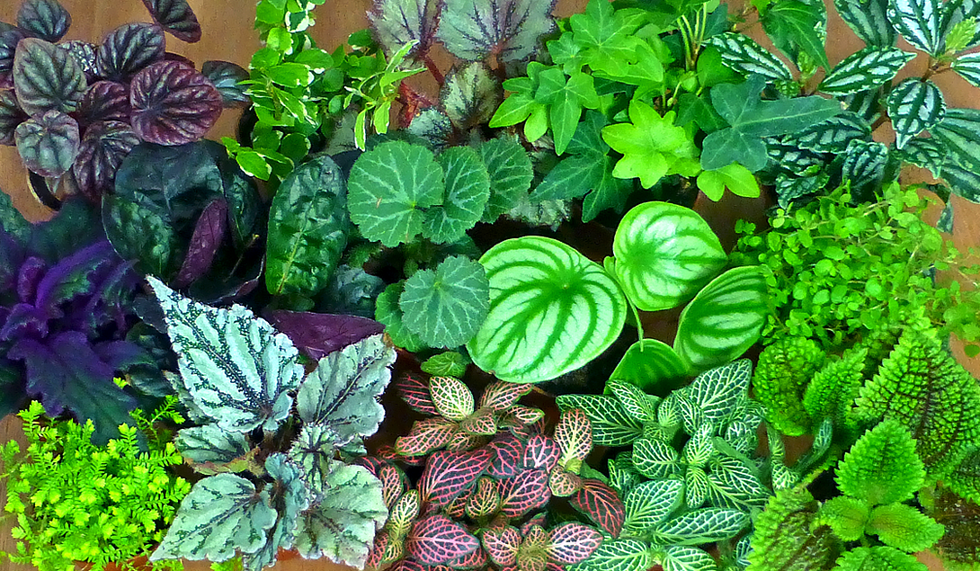 Why Most Growers Overfeed Their Plants