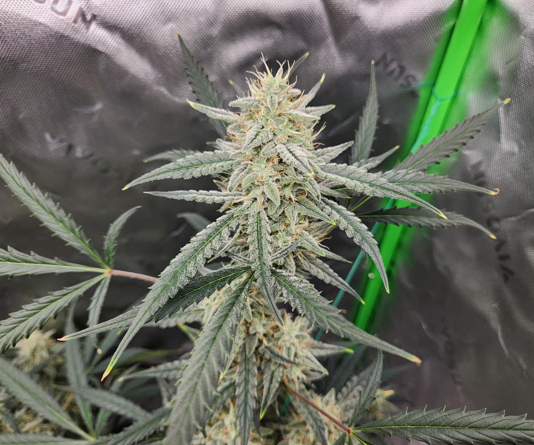 Autoflower Grow Log #4 – The Transition Into Flowering