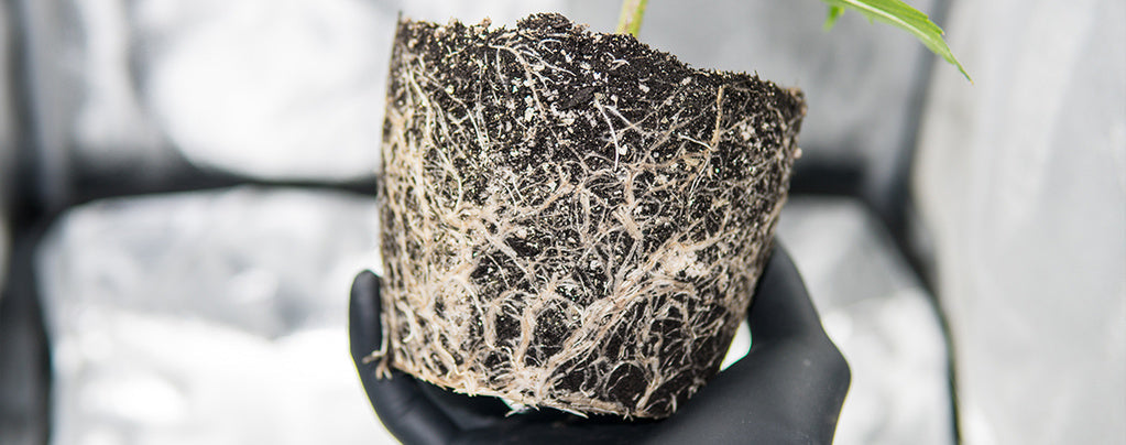 Autoflower Grow Log #1 – Building the Soil System