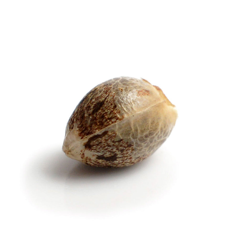 $5 Seed Deal (Feminized)